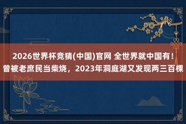 2026世界杯竞猜(中国)官网 全世界就中国有!曾被老庶民当柴烧,2023年洞庭湖又发现两三百棵